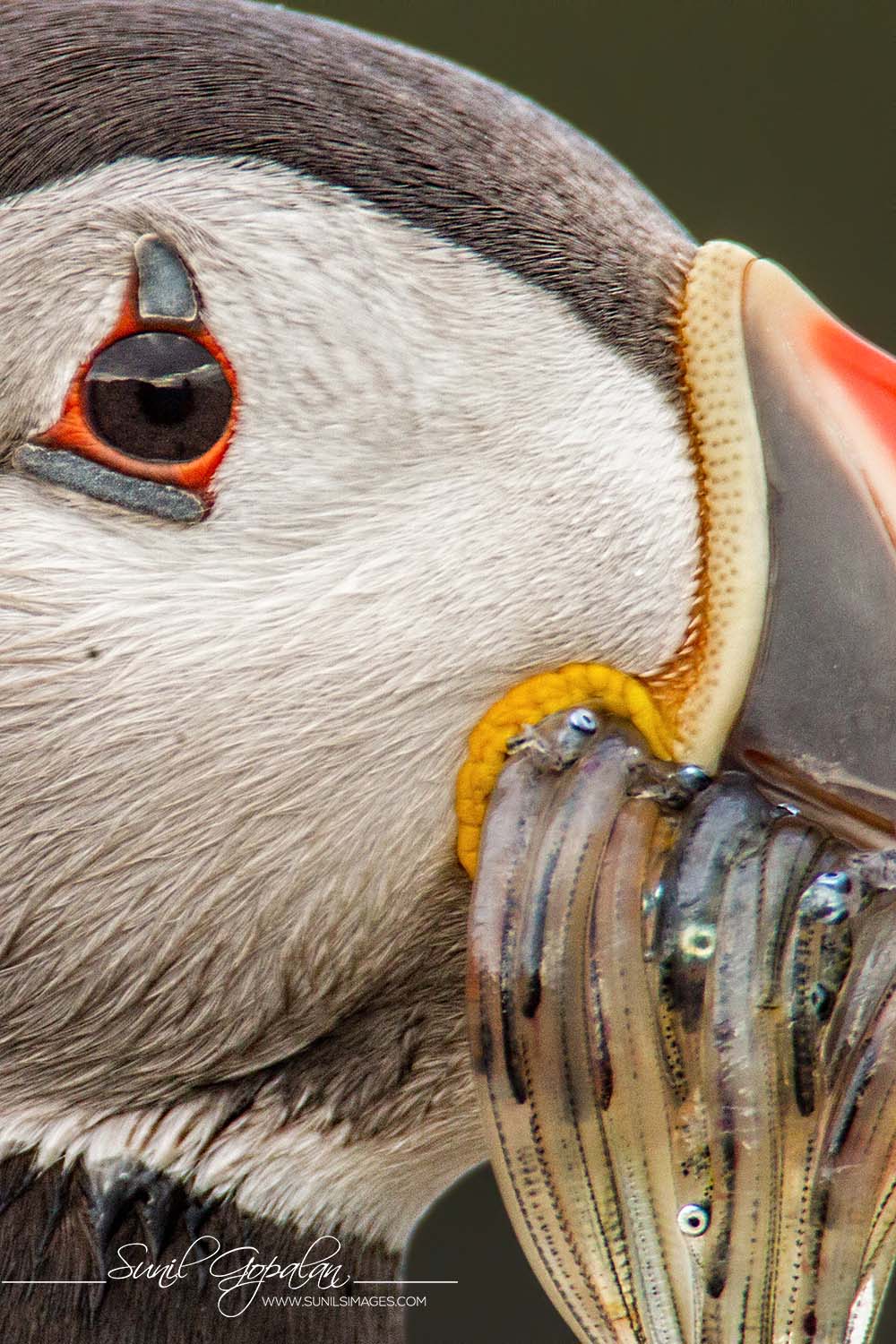 Atlantic Puffin  National Geographic